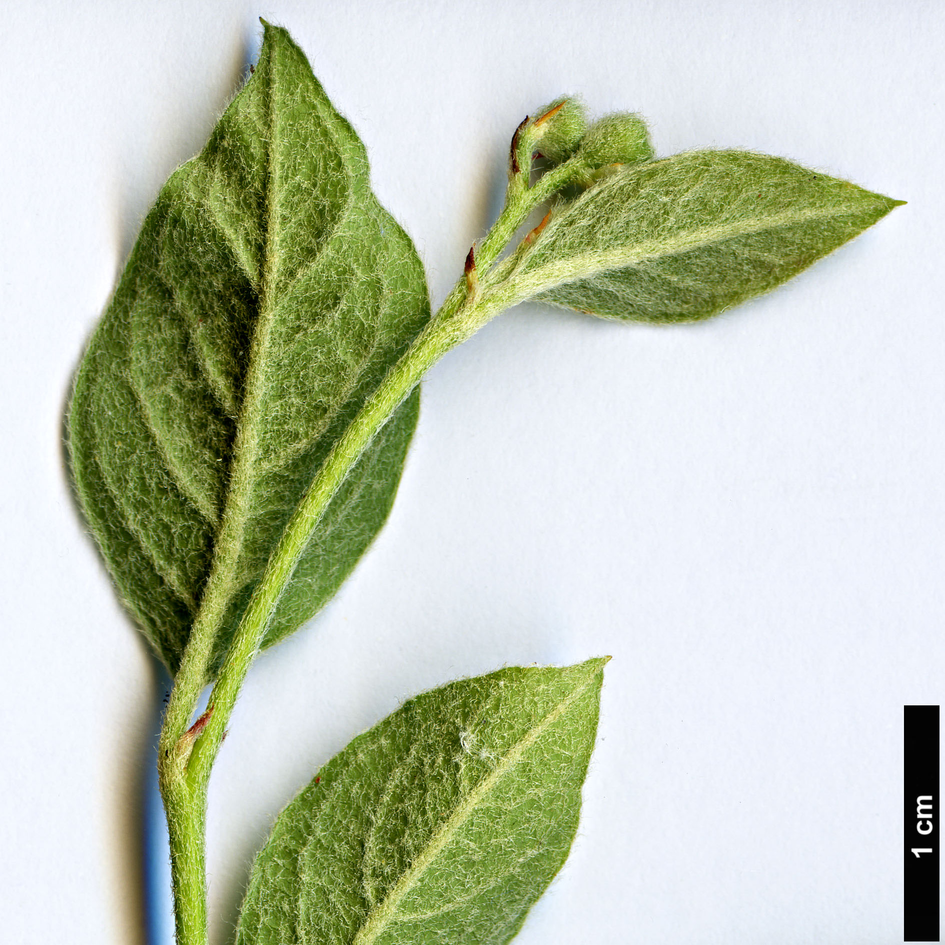 High resolution image: Family: Rosaceae - Genus: Cotoneaster - Taxon: tebbutus